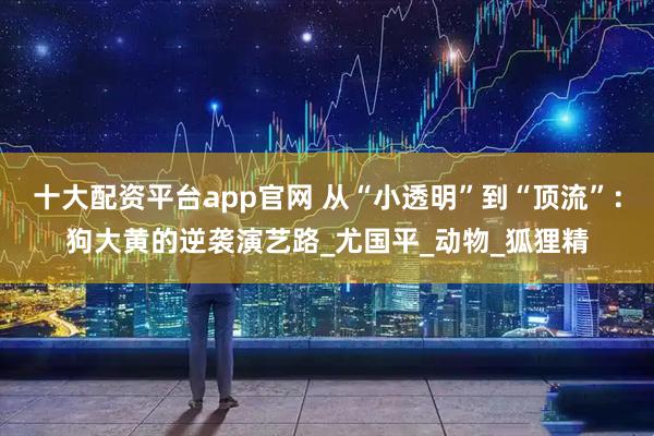 十大配资平台app官网 从“小透明”到“顶流”：狗大黄的逆袭演艺路_尤国平_动物_狐狸精